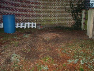 Jardin d'hiver le 18/01/2008 : (thuya)